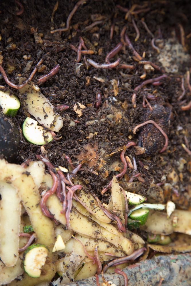 Earthworms in my worm factory transform leftover vegetables and fruit into organic compost for the garden