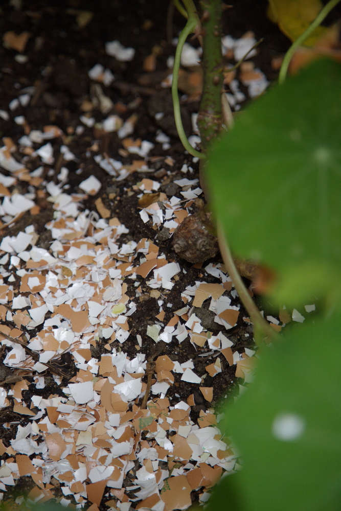 Eggshells are crushed and scattered in the garden to keep the snails away from my tasty plants