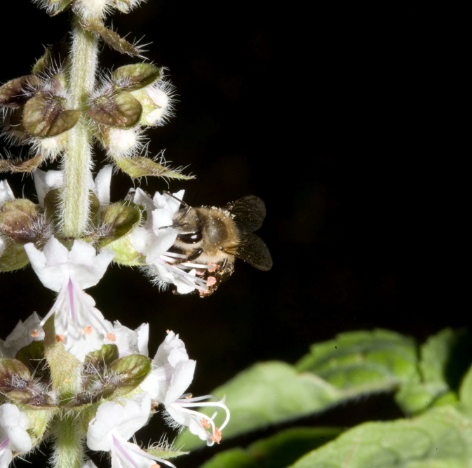 The basil is left to flower, to provide food for the bees