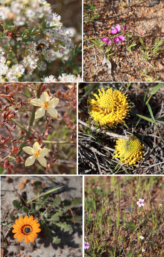 Just some of the many roadside flowers that cheered us along.